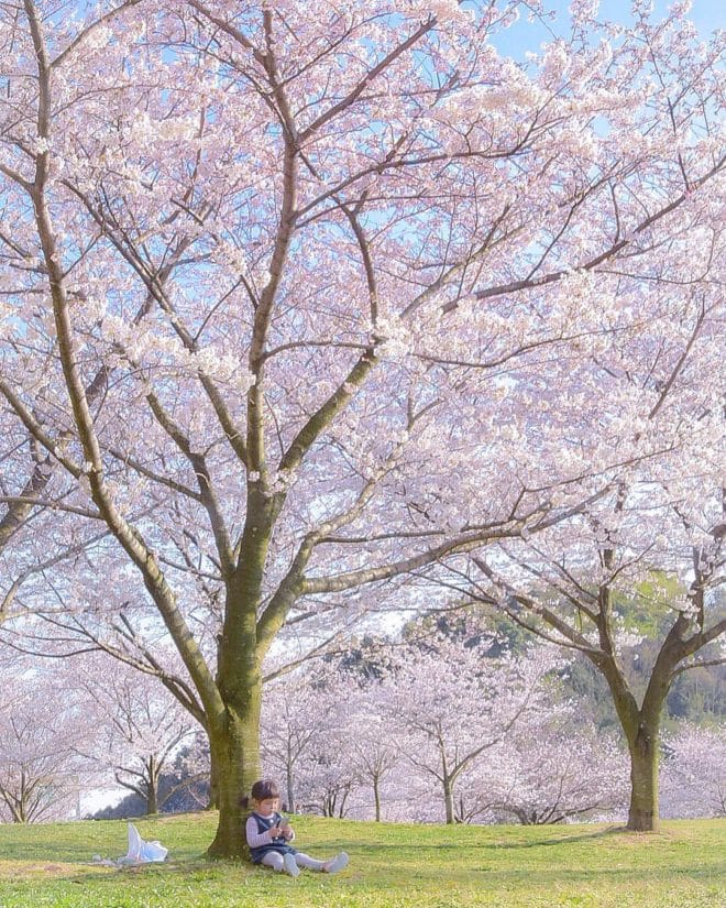 優秀桜フォト2018