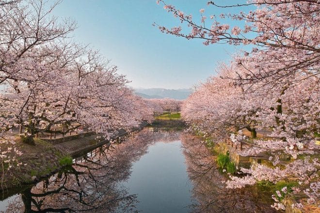 優秀桜フォト賞2018