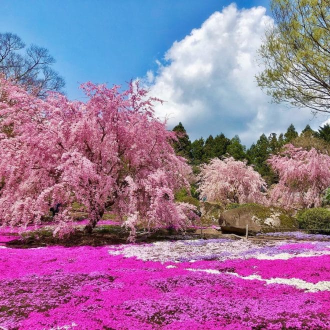 優秀桜フォト賞