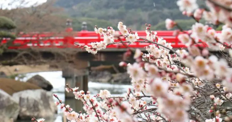 南楽園 宇和島 イベント 梅まつり開催中 四国最大規模の日本庭園で四季折々の花々を楽しむ 海賊つうしん
