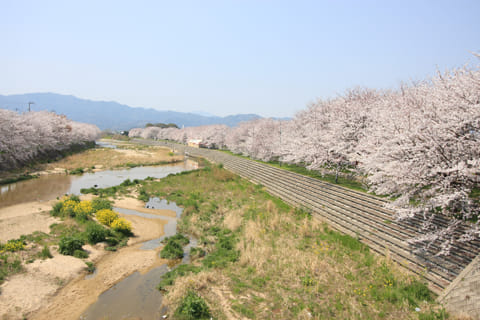 頓田川河川敷-愛媛県桜