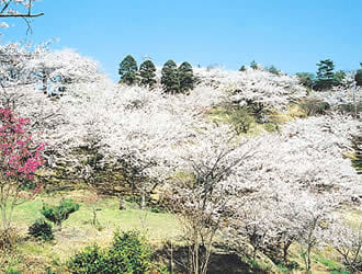 開山公園－愛媛県の桜