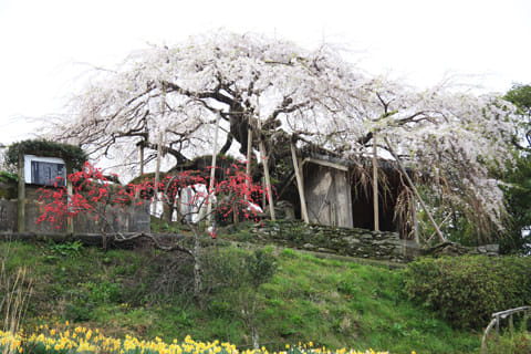 石畳東の枝垂桜-愛媛県桜