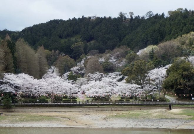 滝の宮公園-愛媛県桜