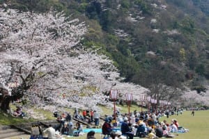 武丈公園-愛媛県桜