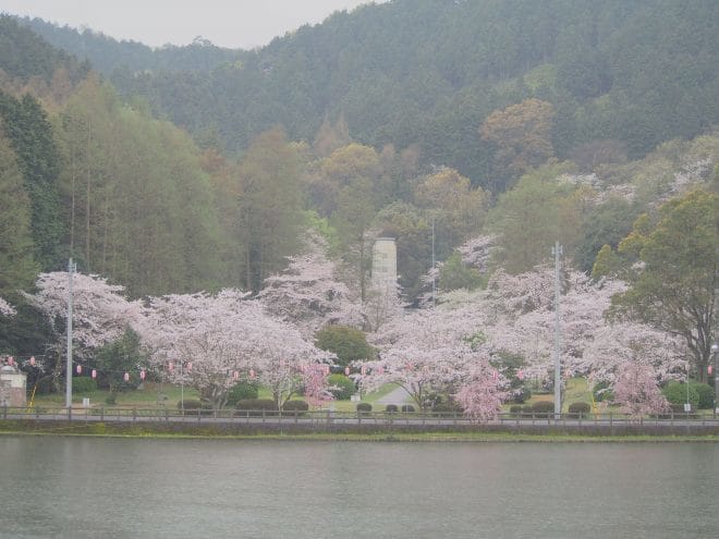 滝の宮公園桜