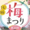 第35回 七折梅まつり