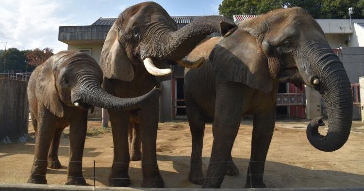 とべ動物園