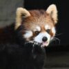 サンライZOO モーニングツアー