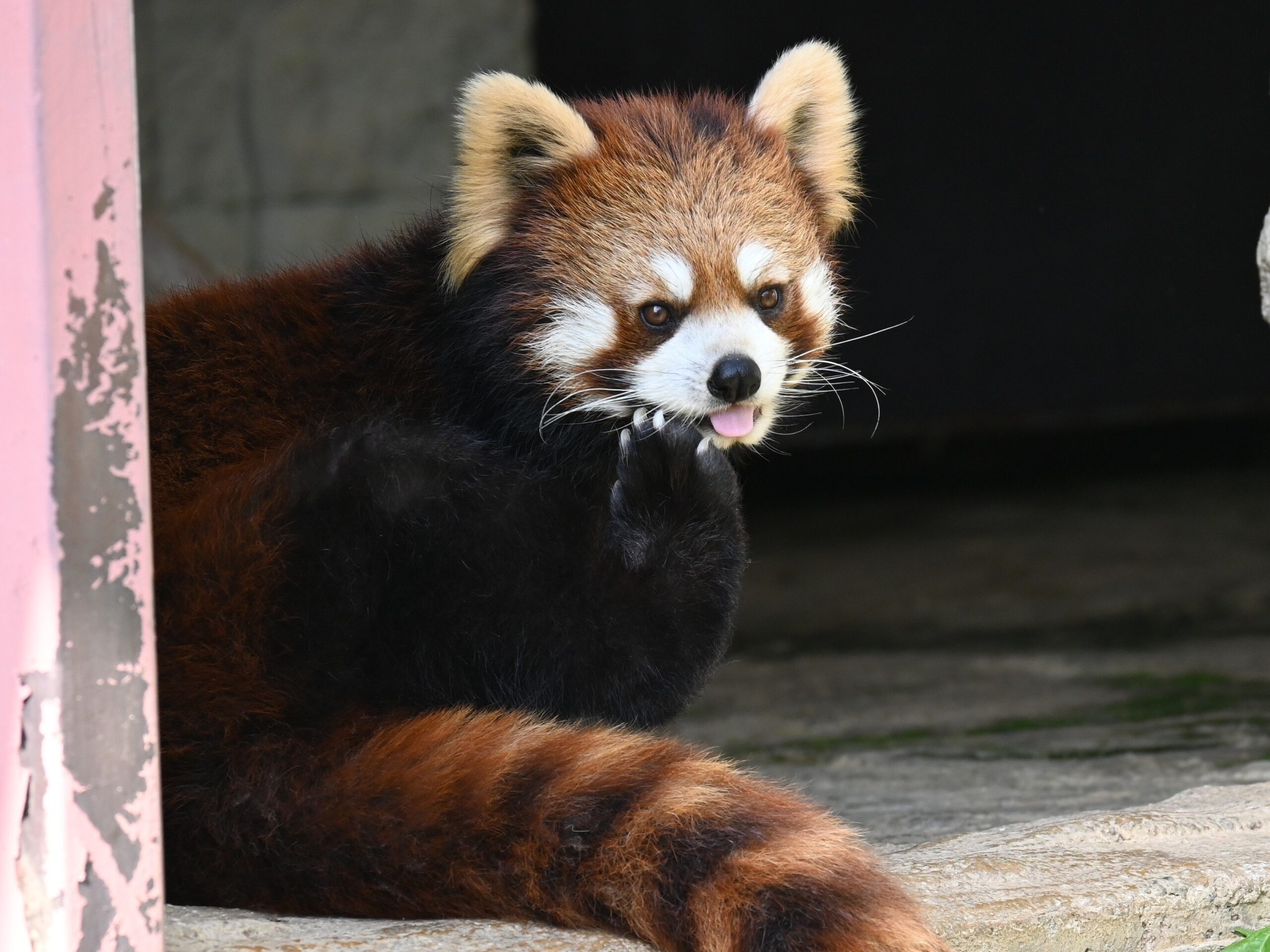 サンライZOO モーニングツアー