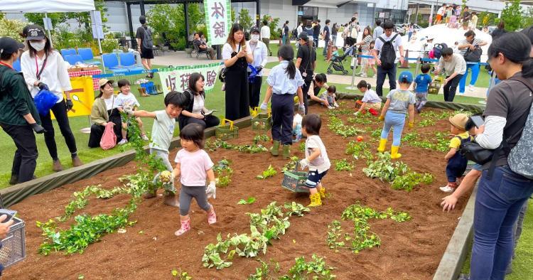 キミはカレー担当大臣！！～カレーの野菜堀り体験～