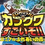 TOMUSHIのカブクワすごいぞ！！エミフルふれあいの森