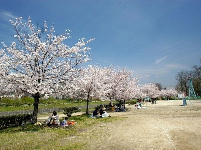 石手川緑地桜1