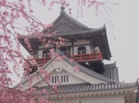川之江城桜