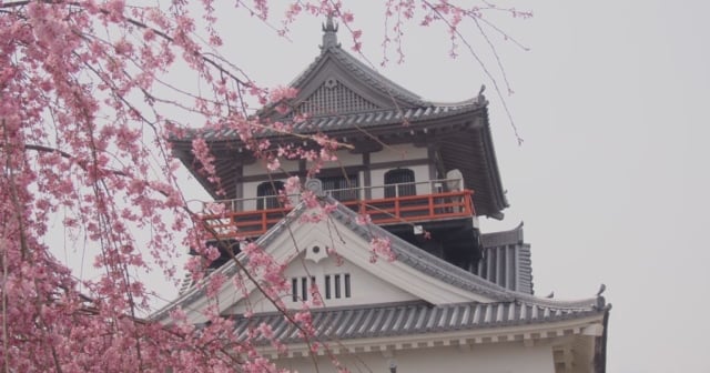 川之江城桜