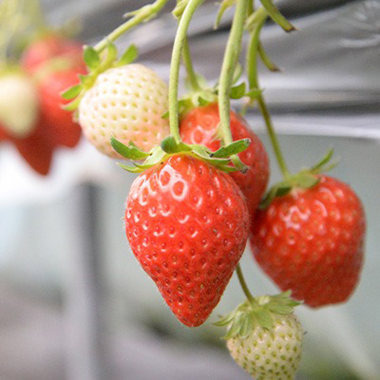 いちごファーム北条