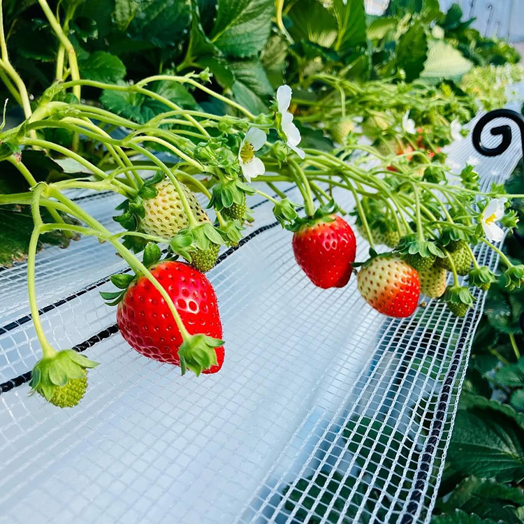 山本いちごファーム