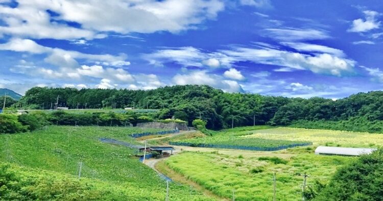 ふじブドウ園　アイキャッチ